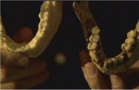 Human Jaw beside the Hobbit Jaw